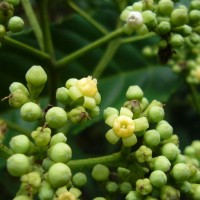 Leea indica (Burm.f.) Merr.